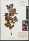 Foto von Salix raddeana Laksch. ex Nasarow